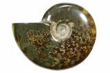 Polished Ammonite (Cleoniceras) Fossil - Madagascar #348509-1